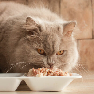 7 Human Foods That Harmful for Cats