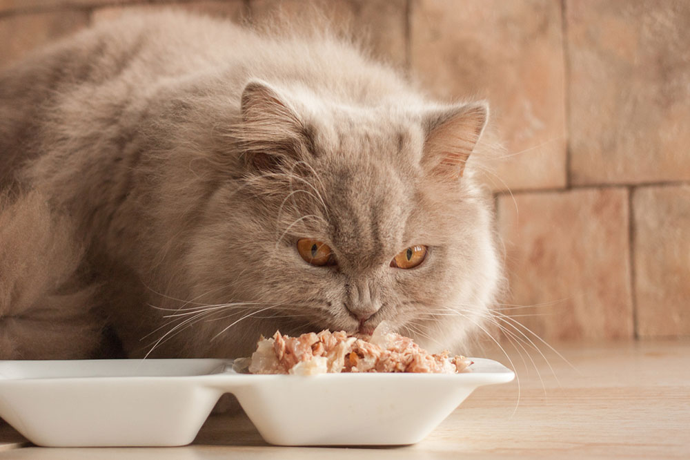 7 Human Foods That Harmful for Cats