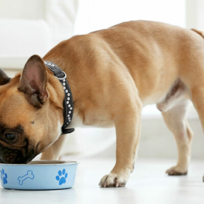 7 Human Foods That are Safe for Dogs