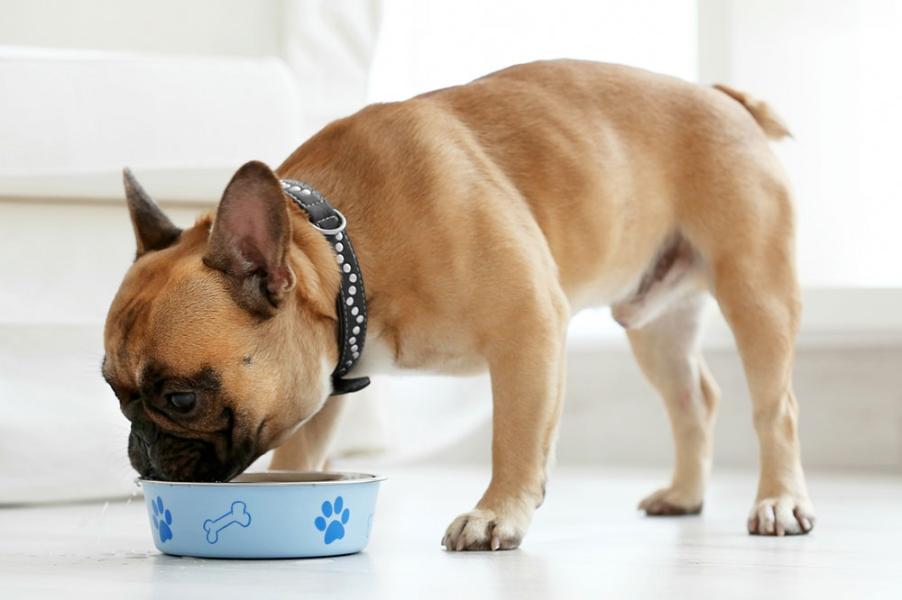 7 Human Foods That are Safe for Dogs