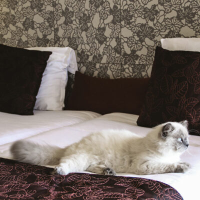 5 Pet-Friendly American Hotels