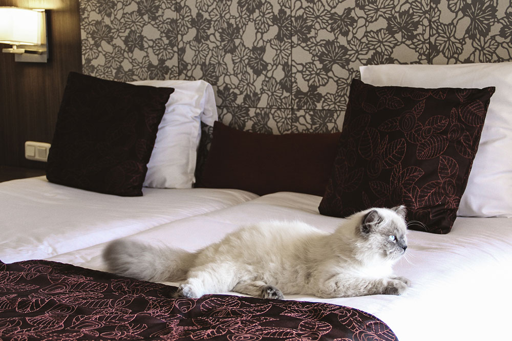 5 Pet-Friendly American Hotels