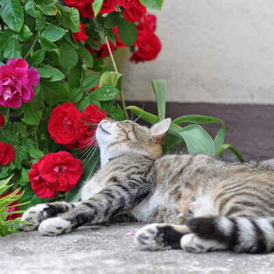 8 Dangerous Houseplants for Cats