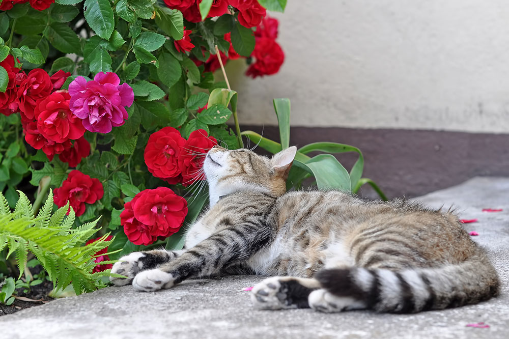 8 Dangerous Houseplants for Cats