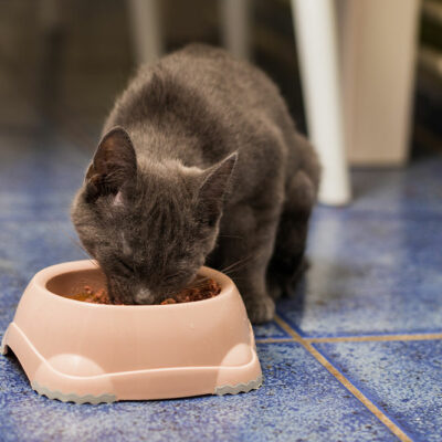 Healthy and Tasty Homemade Cat Treats