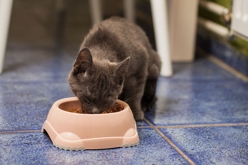 Healthy and Tasty Homemade Cat Treats